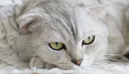 fb体育网页版-【比赛总结】胜负背后隐藏的战术智慧，比赛有胜负的下一句