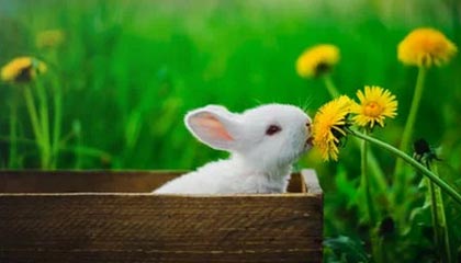 fb体育网站-特别场地：异域赛道的新奇体验，异域特色是什么意思