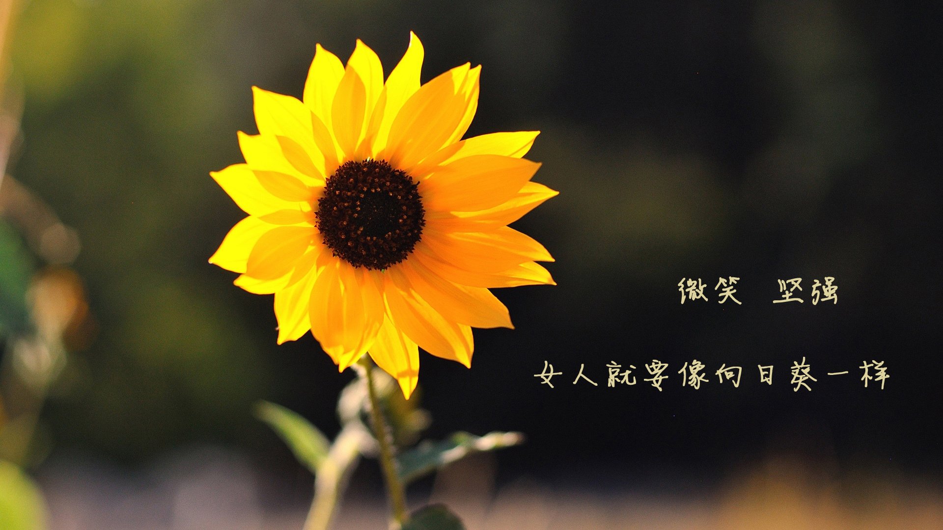 森林狼逆转热火，系列赛焦点战中爱德华兹创下生涯新高，森林狼爱德华兹身高臂展